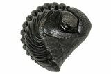 Wide, Enrolled Pedinopariops Trilobite - Excellent Eyes #347741-2